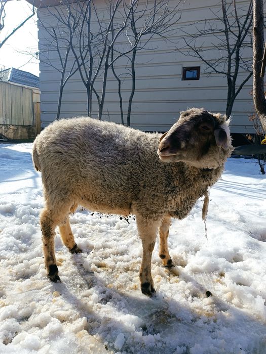 Бараны домашнего откорма
