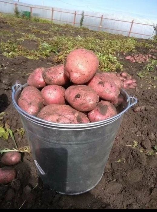 Продам домашнюю картошку