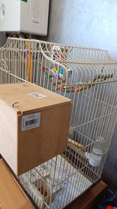 Волнистые попугаи