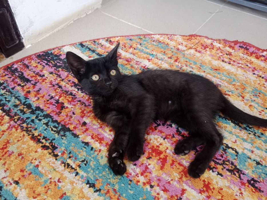 Отдам котёнка в добрые руки