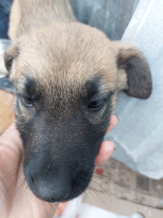 Отдам даром собачку