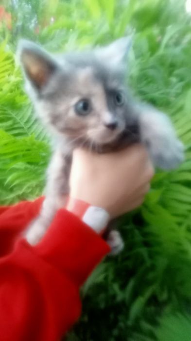Котенок девочка  умная