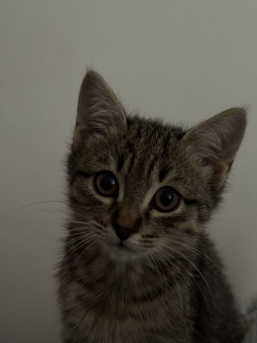 Пристраиваю котенка