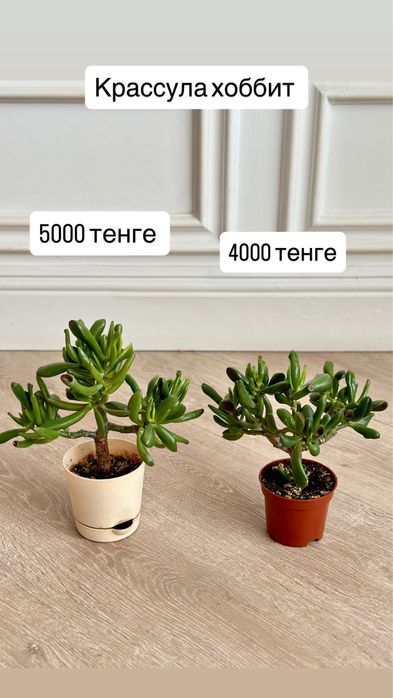 Денежное дерево, крассула хоббит
