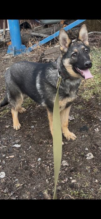 Овчарка девочка 4 мец