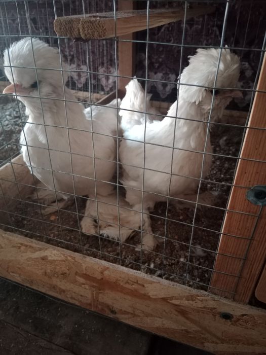 Корейский японлар сотилади