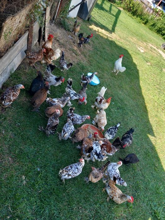 De vânzare gaini pitici mi de flori! Preturile variază în funcție