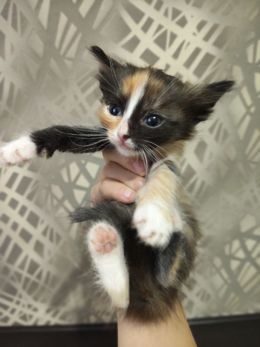 Одам в добрые руки. Котята