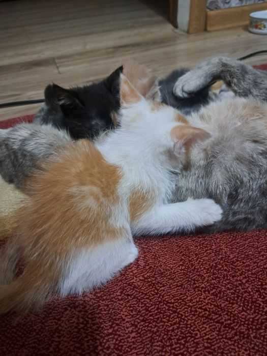 Срочно отдам котят в добрые руки!