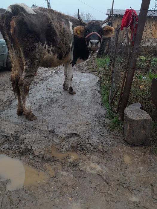 Vand vaca cu vitel an burta  are si lapte