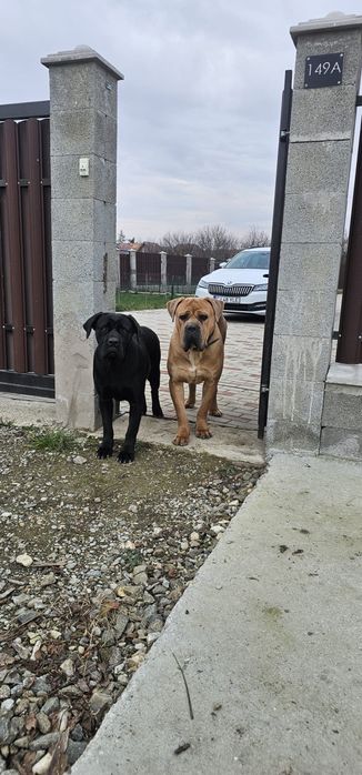 Vand pui Cane Corso