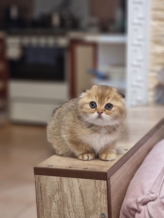 Шотландский котик скоттиш фолд.