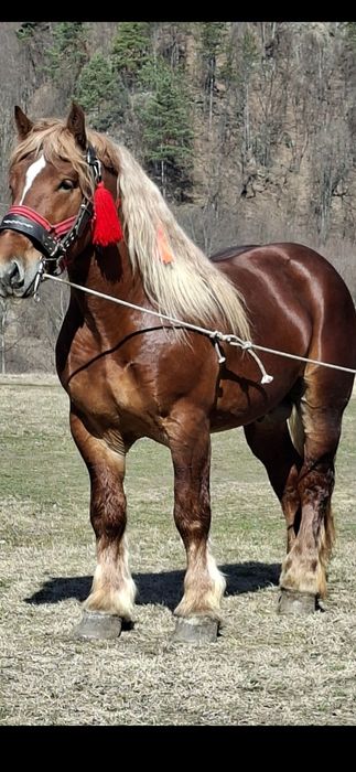 Vand 2 armasari unu de 4 si unu de 5 anii