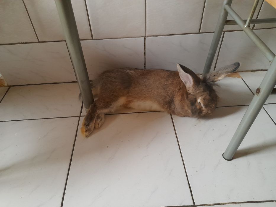 Animale Iepure de companie,casă.