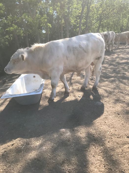 Taur cahrolaise