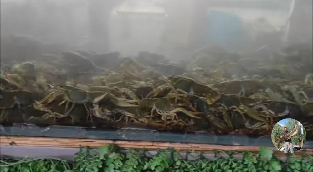 Отдел продажи живой рыбы