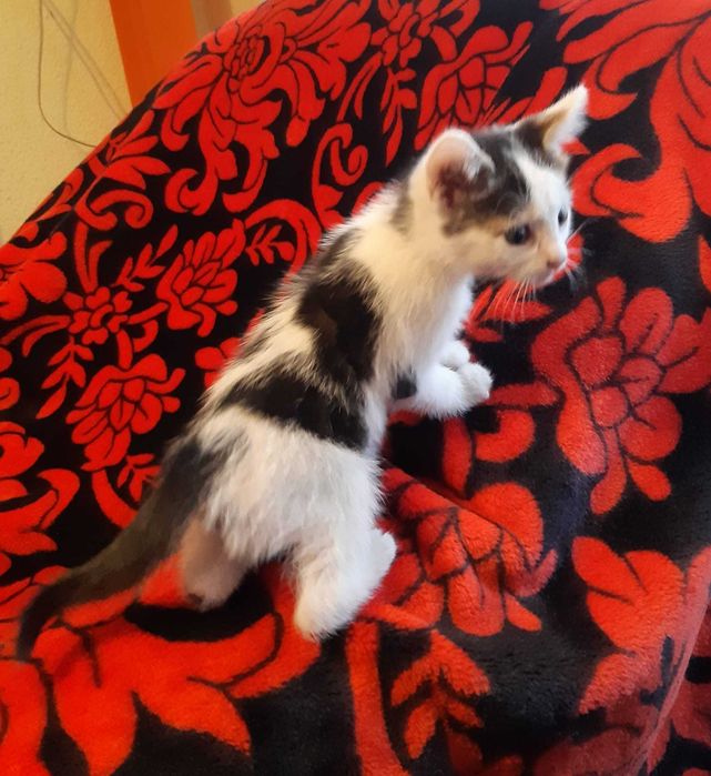 Donez pisoi pentru adoptie