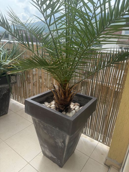 Цветя ЮКА, Кактус, Алое Вера, Финикова палма