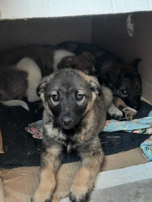 Отдаем щенка в добрые руки