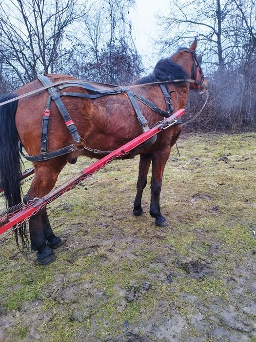 Vând cal castrat foarte cuminte în vârstă de 9 ani. Accept probă la ma