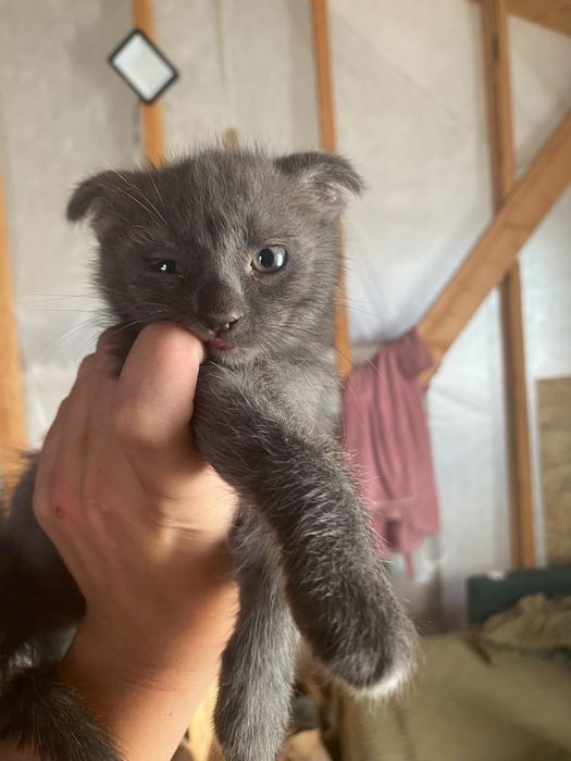 Котята британского голубого