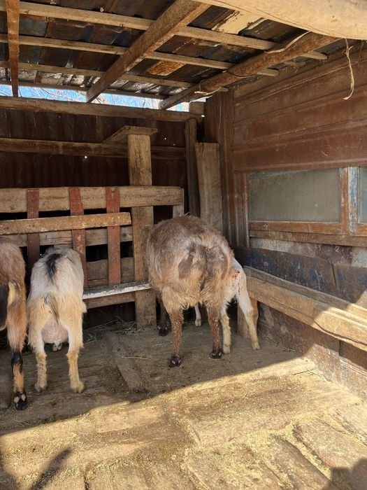 Семіз қошқар сатылады