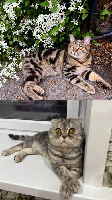 Продам шотландских котят