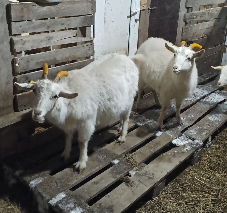 СРОЧНО молочные козы 200 тыс.