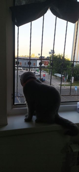 British Shorthair (British Blue) zoti, juda chiroyli mushukcha sotilad