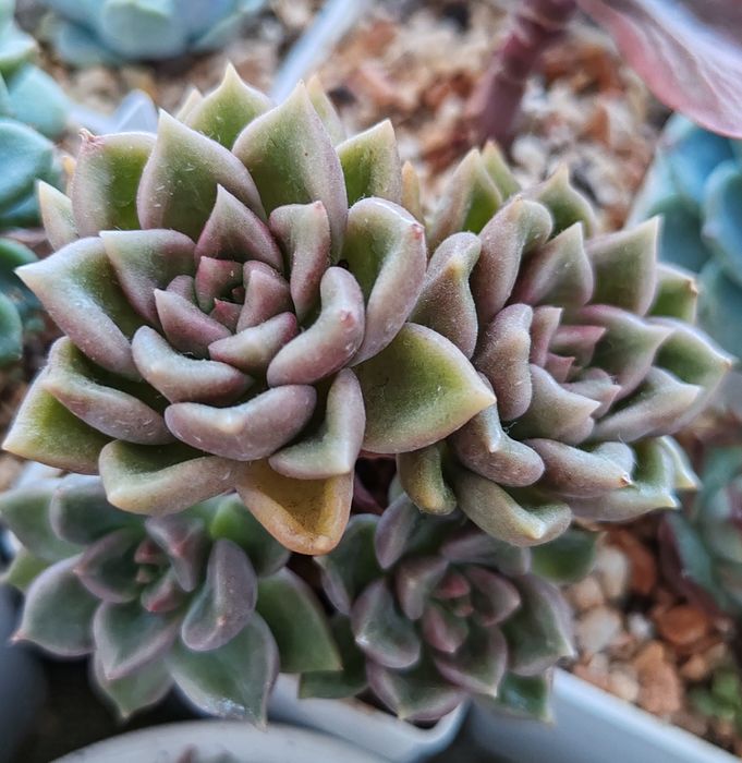 Суккуленты из частной коллекции