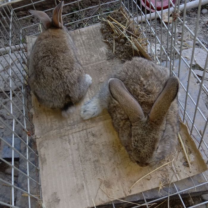 Подаются кролики