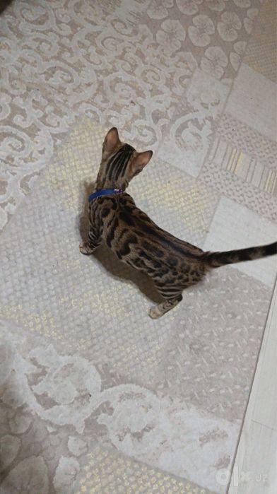 Бенгальский котенок