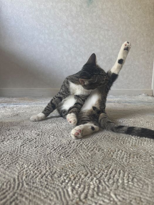 Отдам в хорошие руки котенка