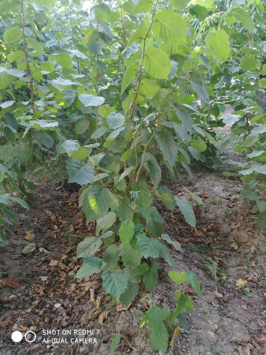 Саженцы лимона 3-ех летние сорт меер , саженцы  фундука  и Ель голубой