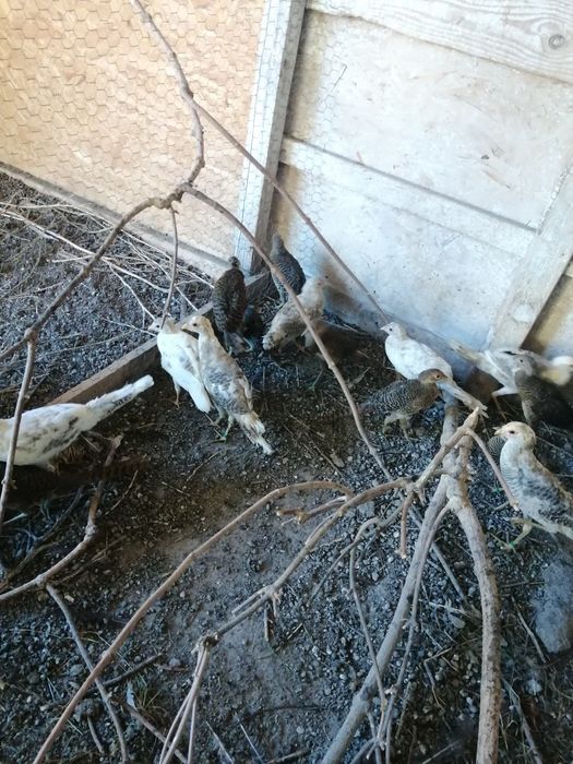 Fazani auriu pe roșu, galben și piersică, mai am doar băieți.