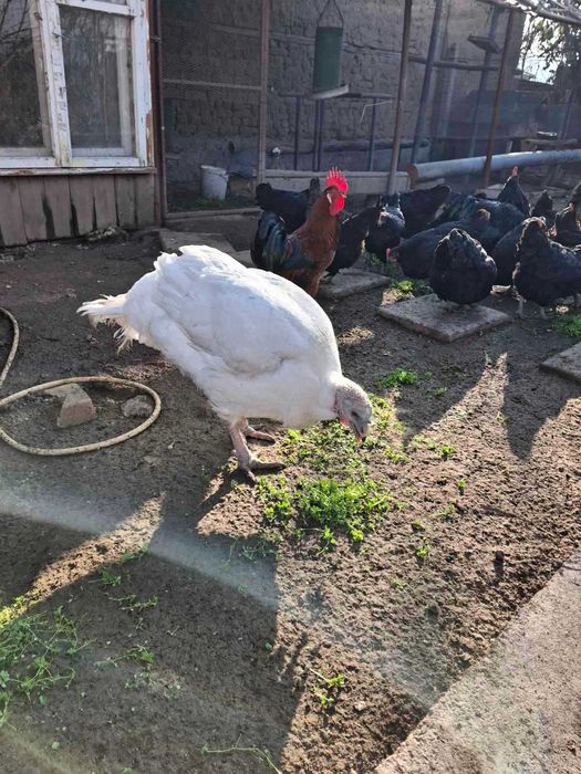 Продавам мисирка