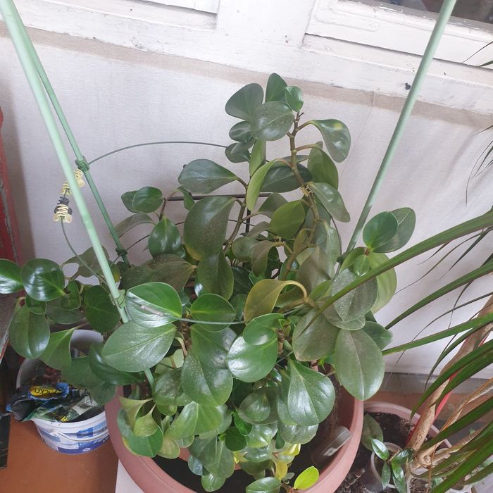 Комнатные растения Пеперомия