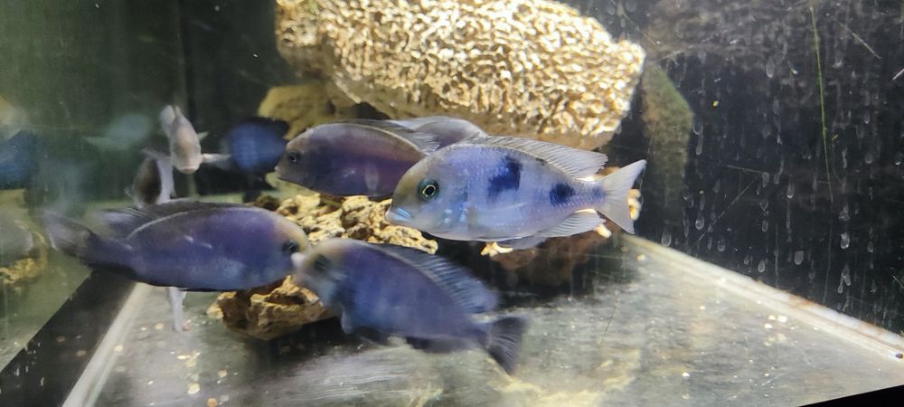 Продам цихлиды Голубой дельфин