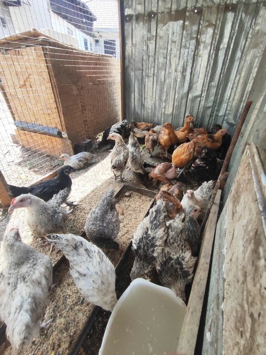 Продам домашних цыплят