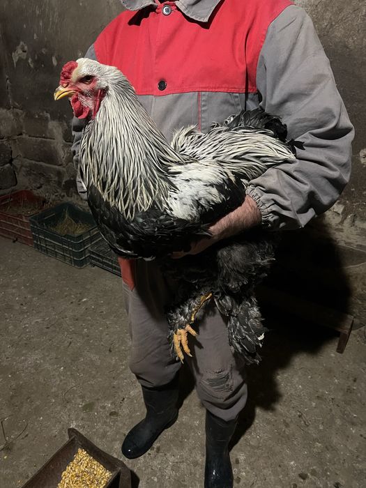 Cocoși Brahma Herminant închis