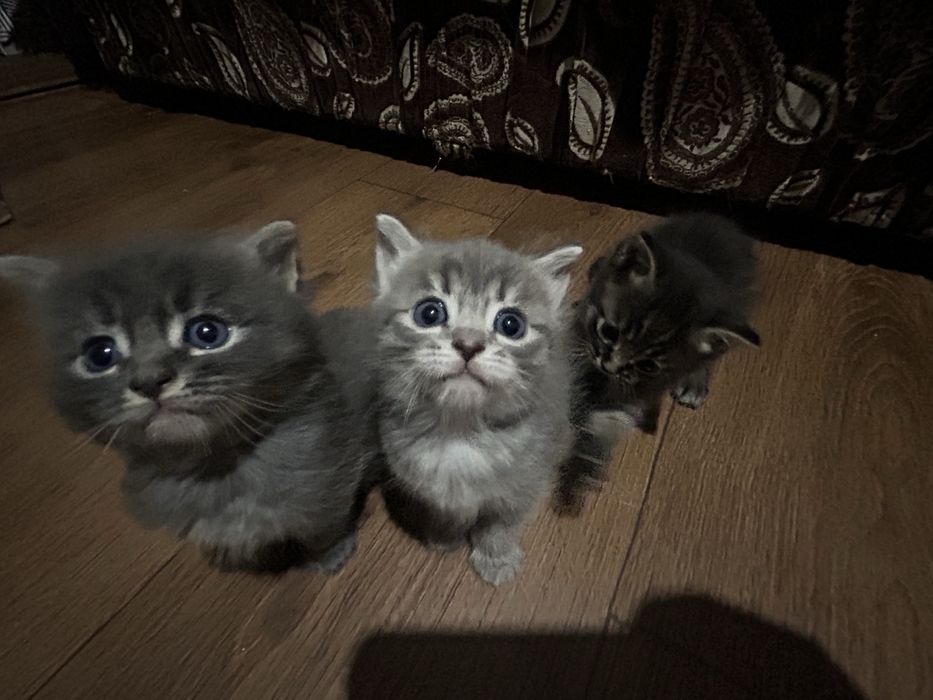 Продаю котят породистые
