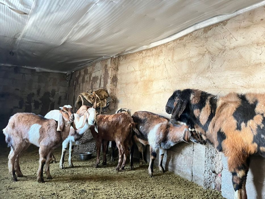 ешкы теке лактар