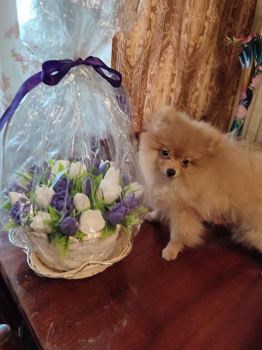 Померанский шпиц. Мини, мини девочка от Чемпиона.