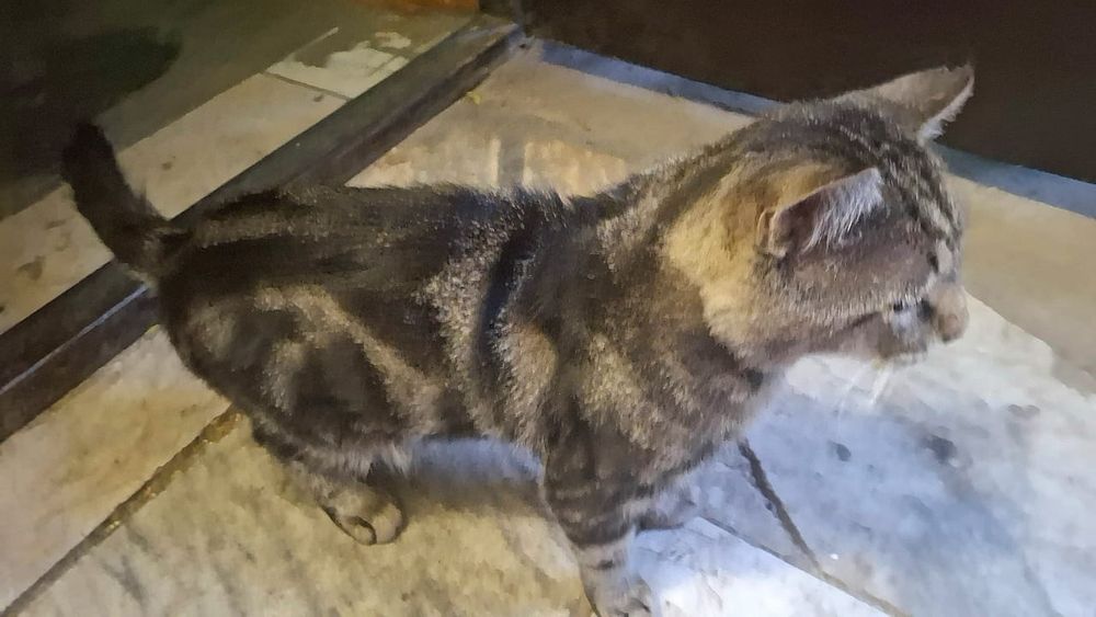 Котик мальчик ищет срочно дом!