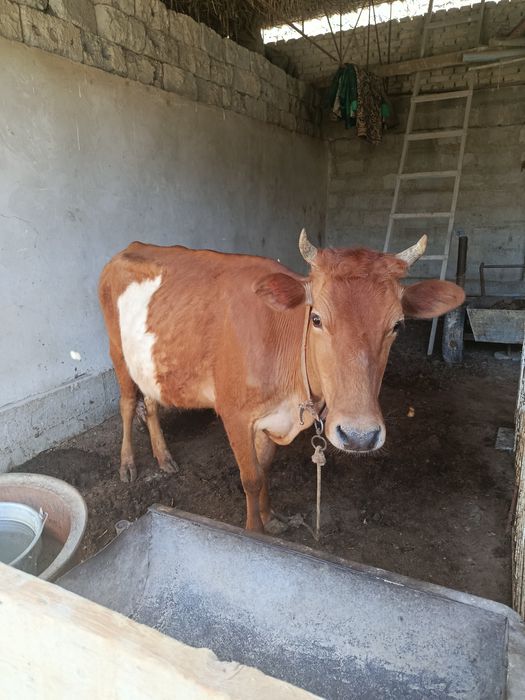 Она бола сигир сотилади