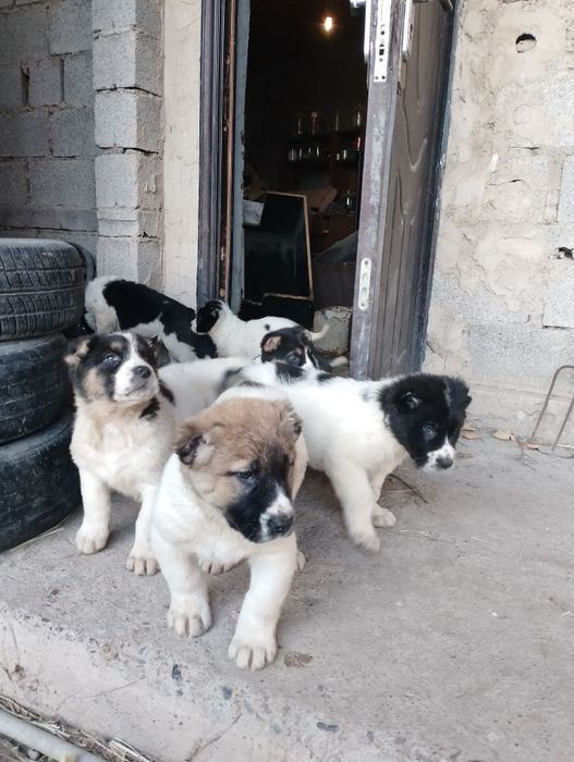 Төбет сатылады Аланар