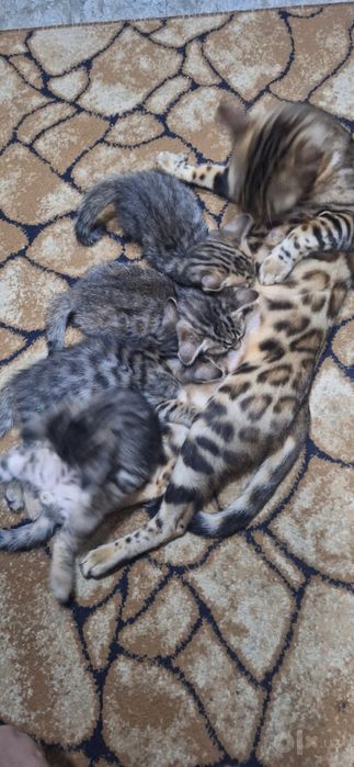 Продаются котята Бенгалы