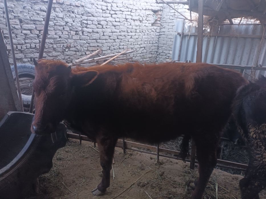 Bùgoz gunojin sotiladi