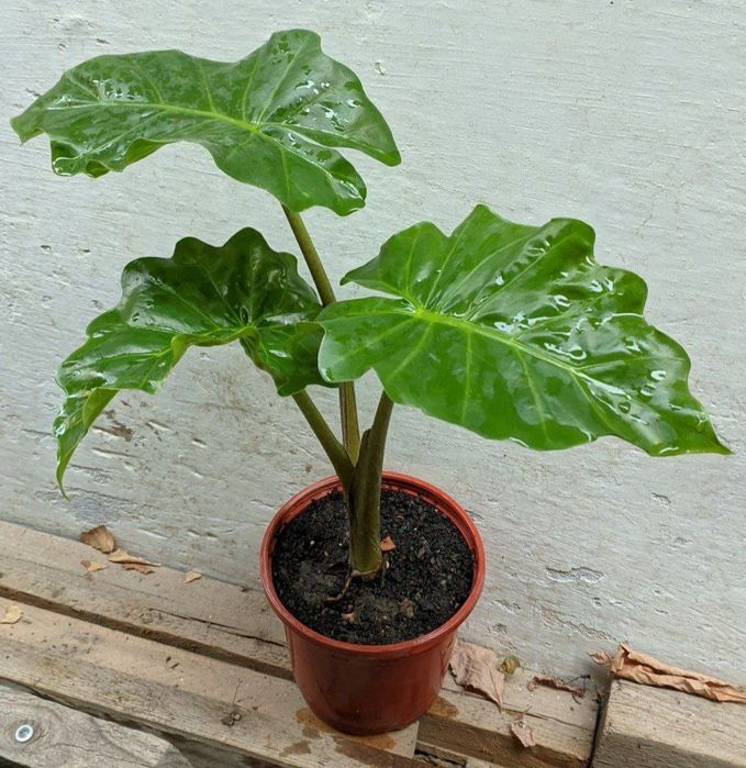 Алоказия Лоу Райдер (Alocasia Low Rider). Экзотические цветы для дома