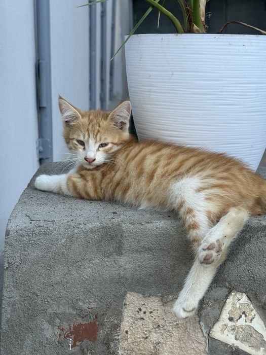 Мушук болалари текин